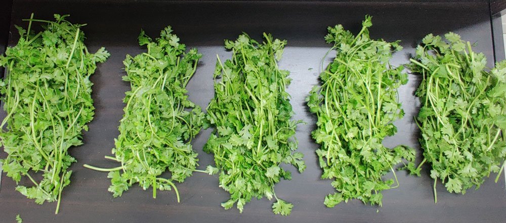 how to preserve coriander leaves- divided into smaller bunches.