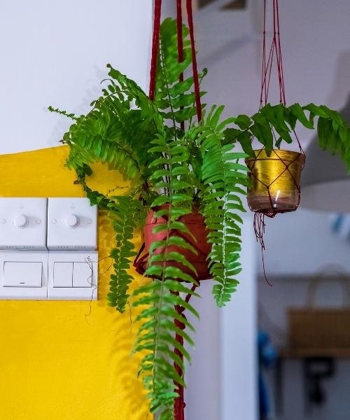 ferns for indoor