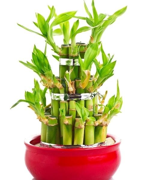 lucky bamboo plant for indoors