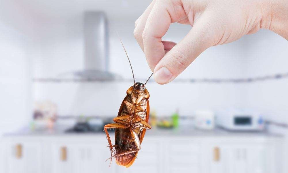 how to get rid of pests in kitchen